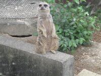 立ち上がっている姿は可愛いです