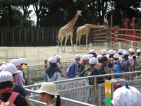 キリンの色って本当に黄色かな?