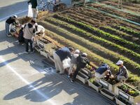 栽培委員会　花いっぱいの環境