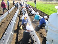 穴に一つ一つ丁寧に植えていきます