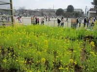 菜の花もとてもきれいに咲いています