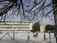 全体的には多くのつぼみはまだ堅めです