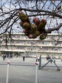 かなり膨らんできました